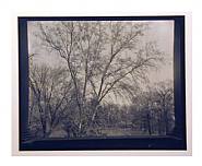 Josef Sudek - Tree From Porch (Photographs) h: 9.1 x w: 11.5 in / h: 23.1 x w: 29.2 cm