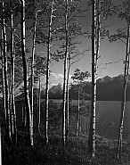 Ansel Adams - Aspen Grove, Jackson Lake, Wyoming