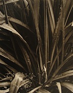 Paul Strand - Lilies, Georgetown, Maine, 1928 (Photographs)