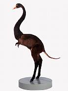 misfit (swan/ nutria/ donkey)