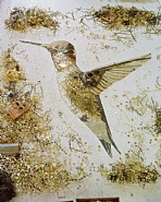 Vik Muniz - Hummingbird, Scrap Metal (Photographs) h: 92.8 x w: 75 in / h: 235.7 x w: 190.5 cm