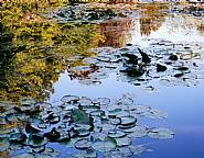 <!--01-->Giverny Waterlily I