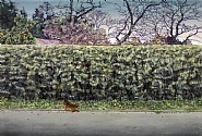 Hecke (Hedge)