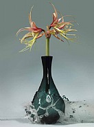 Ohne Titel (Amaryllis)