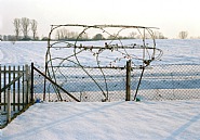 Brombeerranken im Schnee, Holzheim