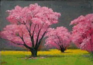 Japanese Cherry Trees