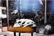 Cat and sleeping puppy in the atelier