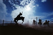Cowboy #208