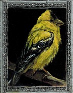 Goldfinch / Torpedo