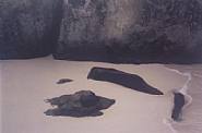 Harry Callahan - Virgin Gorda (Photographs) h: 9.5 x w: 12.5 in / h: 24.1 x w: 31.8 cm