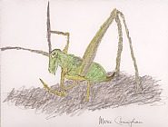 Untitled (Grasshopper)