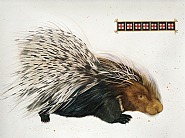 North American Porcupine