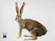 Northern Cottontail Rabbit