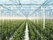 Tomato Greenhouse 3, Holland (2008)