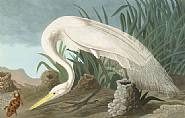 John James Audubon - White Heron (Mixed Media) h: 25.6 x w: 38 in / h: 65 x w: 96.5 cm