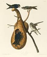 John James Audubon - Purple Martin (Works on Paper (Drawings, Watercolors etc.)) h: 25.6 x w: 21.5 in / h: 65 x w: 54.6 cm