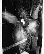 Orchid (From the series: A portfolio commissioned by