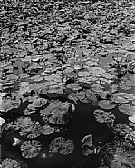 Daido Moriyama - Moriyama, untitled Waterlilies (Photographs) h: 17 x w: 14 in / h: 43.2 x w: 35.6 cm