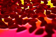 Gummy Lips