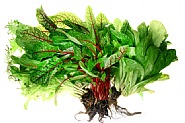 Salad - Bushel of Life