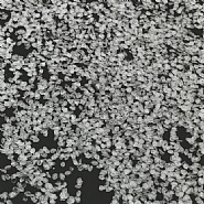 Sakura (Cherry Trees), #006
