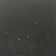 Sakura (Cherry Trees), #011