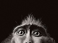 Monkey Eyes