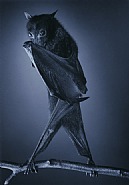 Opera Bat