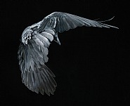 Art of Dying