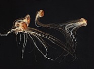 Japanese Sea Nettles I