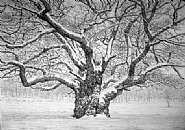 Oak After the Blizzard