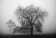 Foggy Tree, Houghton