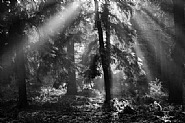 Ghost Trees, Bradmoor