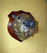 Mott Street Beaver