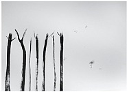 Untitled (trees)