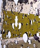 Louise Lawler - Not Lizard (Photographs) h: 82.6 x w: 69.2 cm / h: 32.5 x w: 27.2 in