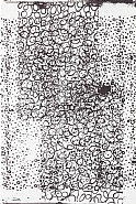 Christopher Wool - Grooving At Smalls Paradise, Vol. II (Paintings) h: 108 x w: 72 in / h: 274.3 x w: 182.9 cm