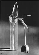 André Kertész - Melancholic Tulip (Photographs) h: 23.8 x w: 17.8 in / h: 60.5 x w: 45.2 cm