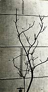 André Kertész - Modernist Tree Study against a Riveted Metal Tank (Photographs) h: 2.8 x w: 1.5 in / h: 7.1 x w: 3.8 cm