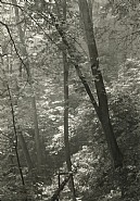 Josef Sudek - Stag's Moat (Study of Trees) (Photographs) h: 6.4 x w: 4.8 in / h: 16.3 x w: 12.2 cm