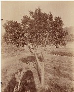 Eugène Atget - L'Oranger (with Shadow of Photographer and His Camera) (Photographs)