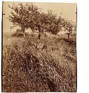 Eugène Atget - Tree Study (Etude d'Arbre) (Photographs) h: 7.1 x w: 8.4 in / h: 18 x w: 21.3 cm