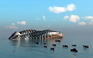 Island-Mackerel