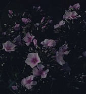 Flower 06 (Phlox)