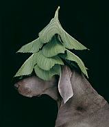 William Wegman - Evergreen (Photographs) h: 39.5 x w: 33.5 in / h: 100.3 x w: 85.1 cm