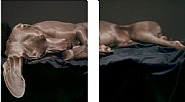 William Wegman - Composed For The Ear As Well As The Eye (Photographs)