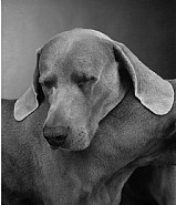 William Wegman - Head with Base (Photographs)