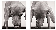 William Wegman - Beetles (Photographs)