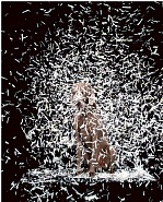 William Wegman - Blizzard (Photographs)