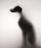 Show of Shadow